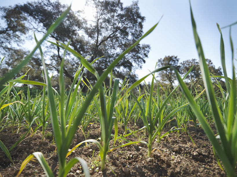 无人,农田,横图,室外,白天,仰视,旅游,度假,庄稼,农作物,草地,草坪,美景,植物,蔬菜,蒜,西班牙,欧洲,阴影,新鲜,光线,影子,景观,食品,蒜头,娱乐,安达卢西亚,草,树,树木,食物,蓝色,绿色,蓝天,天空,阳光,自然,天,享受,休闲,景色,放松,有机食品,绿色食品,生长,晴朗,成长,南欧,自然风光,安达鲁西亚,万里无云,西班牙王国,安达卢西亚自治区,胡蒜,韦尔瓦省,晴空,晴空万里,大蒜,彩图,低角度拍摄,耕地,庄稼田