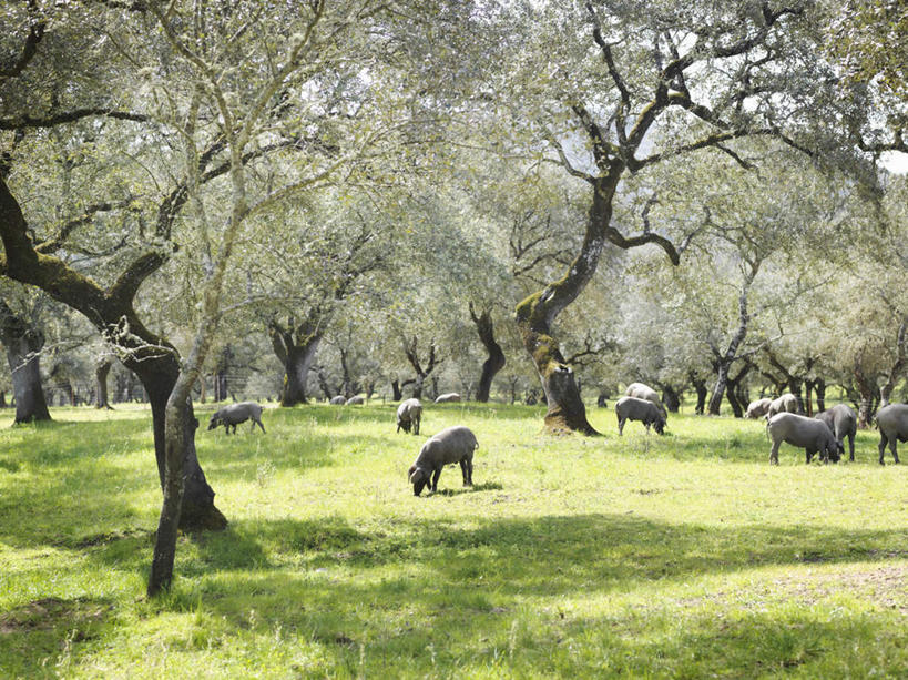 无人,站,吃,横图,室外,白天,正面,草地,草坪,美景,植物,猪,西班牙,欧洲,一群,许多,阴影,朦胧,模糊,光线,影子,景观,很多,注视,安达卢西亚,草,树,树木,绿色,阳光,自然,动物,低头,观察,看,站着,家畜,景色,牲畜,生长,成长,观看,察看,关注,南欧,自然风光,安达鲁西亚,西班牙王国,安达卢西亚自治区,韦尔瓦省,嚼,食,站立,半身,彩图