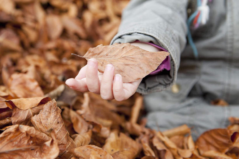 西方人,儿童,手,一个人,横图,俯视,室外,特写,白天,纯洁,叶子,欧洲,欧洲人,仅一个女性,仅一个人,一堆,许多,握,堆叠,堆积,服装,朦胧,模糊,枯叶,落叶,很多,拿,拿着,休闲装,小孩,衣服,仅一个小孩,休闲,手部,休闲服,可爱,童年,童趣,握着,服饰,堆,单手,童真,烂漫,无邪,天真,女孩,女人,女性,白种人,孩子,叶,叶片,半身,彩图,高角度拍摄,女生