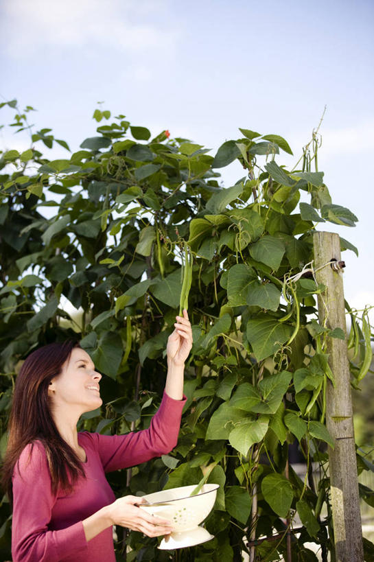 西方人,一个人,站,举,笑,微笑,露齿笑,竖图,室外,白天,侧面,植物,豆,蔬菜,欧洲,欧洲人,仅一个年轻女性,仅一个女性,仅一个人,许多,握,阴影,服装,新鲜,光线,影子,陶瓷,云,云朵,豆类,豆子,食品,陶瓷制品,云彩,注视,休闲装,树,树木,食物,一个,衣服,蓝色,绿色,白云,蓝天,天空,阳光,自然,容器,碗,天,观察,看,托,站着,休闲,休闲服,握着,服饰,有机食品,绿色食品,生长,晴朗,单个,成长,观看,储藏,察看,储存,关注,豆科,赤花蔓豆,红花菜豆,看花豆,年轻女性,女人,女性,白种人,晴空,举起,举手,举着,向上举,向上伸,向上托,站立,半身,彩图,贮存
