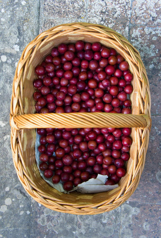 无人,交叉,竖图,俯视,室外,特写,白天,竹子,浆果,水果,一堆,许多,堆叠,堆积,竹制,新鲜,编织,篮子,生食,食品,果实,很多,食物,一个,红色,竹篮,有机食品,绿色食品,单个,竹条,堆,交织,曼越桔,蔓越橘,蔓越莓,小红莓,竹制品,酸莓,穿插,彩图,高角度拍摄,酸果蔓