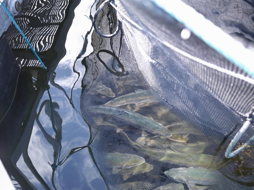 游泳,无人,横图,俯视,室外,白天,美景,瑞典,欧洲,一群,许多,阴影,光线,鱼,影子,景观,很多,鱼类,海洋生物,阳光,自然,景色,渔网,渔具,斯堪的纳维亚,抓捕,自然风光,北欧,水生动物,斯堪的那维亚,斯堪的那维亚半岛,斯堪的纳维亚半岛,捕捞,鱼网,水生物,海底动物,拉网,捕捞工具,首府,泅水,瑞典王国,拍浮,西曼兰省,韦斯特罗斯,半身,彩图,高角度拍摄