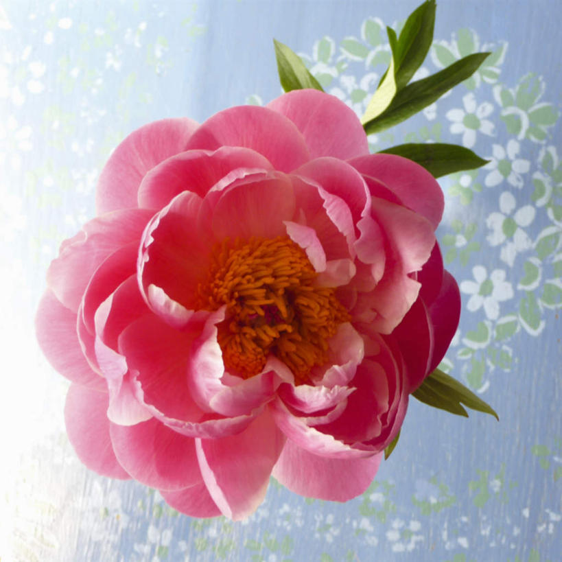 无人,方图,俯视,室内,特写,白天,水,牡丹花,叶子,阴影,飞溅,朦胧,模糊,盛开,溅,反射,液体,影子,水滴,绿叶,花蕾,水珠,花,花瓣,花朵,鲜花,一朵,粉色,花苞,花蕊,嫩叶,富贵,喷洒,鼠姑,鹿韭,白茸,百雨金,浓情,圆满,富贵花,洛阳花,牡丹,木芍药,芍药,叶,叶片,彩图,高角度拍摄