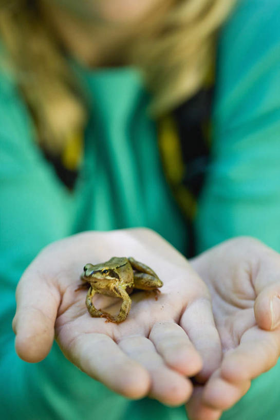 西方人,儿童,手,一个人,站,捧,竖图,室外,特写,白天,正面,旅游,探险,纯洁,草地,植物,青蛙,野生动物,欧洲,欧洲人,双手,仅一个女性,仅一个人,阴影,服装,朦胧,模糊,光线,包,影子,旅行包,休闲装,刺激,草,一只,小孩,衣服,绿色,阳光,动物,背包,站着,仅一个小孩,享受,休闲,手部,休闲服,可爱,童年,童趣,服饰,活泼,惊险,户外运动,童真,考察,烂漫,无邪,旅游包,冒险,天真,女孩,女人,女性,白种人,孩子,端,端着,捧着,手捧,站立,半身,彩图,双肩包,女生