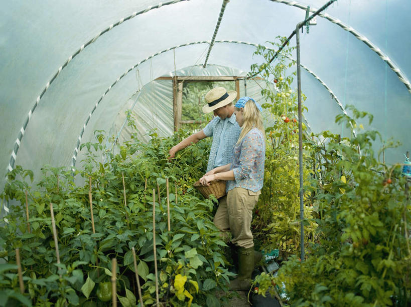 西方人,两个人,家庭,夫妻,站,横图,室内,白天,侧面,爱情,蔬菜,帽子,鞋子,叶子,欧洲,欧洲人,指,服装,新鲜,草帽,头巾,雨鞋,雨靴,食品,绿叶,浪漫,温室,注视,休闲装,方向,靴子,食物,衣服,观察,看,手势,站着,休闲,温暖,温馨,一家人,休闲服,嫩叶,恩爱,恋人,服饰,有机食品,绿色食品,设施,观看,和睦,察看,暖房,指向,防寒,食指,关注,加温,胶鞋,透光,保温,男人,男性,年轻男性,女人,女性,中年女性,白种人,夫妇,情侣,叶,叶片,站立,半身,彩图,伴侣,融洽