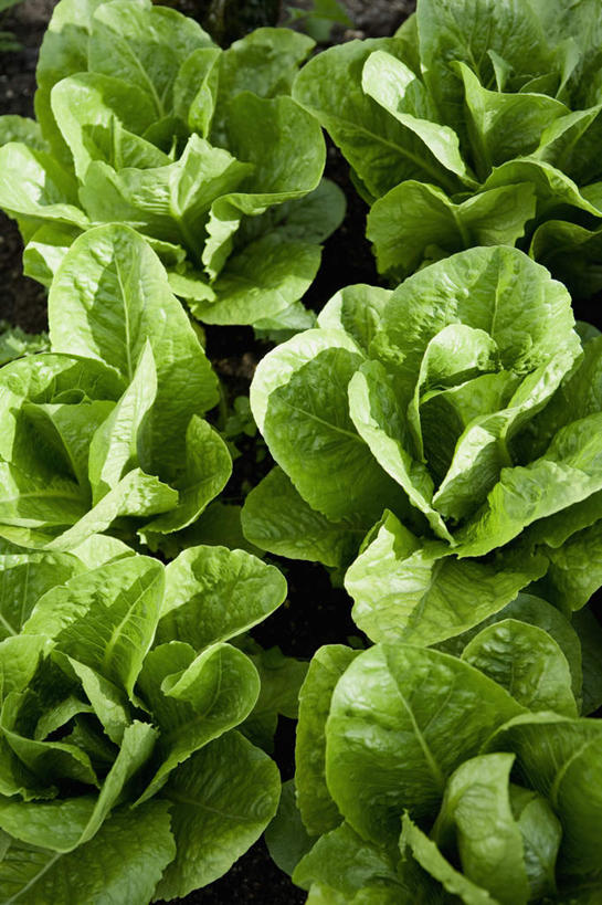 无人,竖图,俯视,室外,特写,白天,植物,蔬菜,叶子,许多,新鲜,纹理,莴苣,莴笋,食品,绿叶,很多,食物,绿色,嫩叶,有机食品,绿色食品,肌理,香笋,千金菜,叶,叶片,叶脉,彩图,高角度拍摄