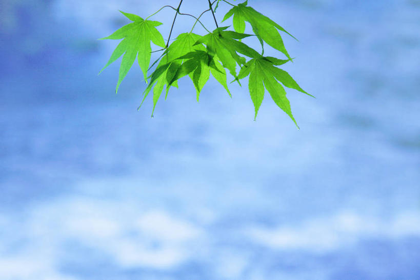 无人,横图,俯视,室外,白天,旅游,度假,河流,美景,水,植物,叶子,日本,亚洲,阴影,朦胧,模糊,光线,影子,河水,景观,水流,绿叶,枝条,娱乐,树,树木,树枝,绿色,小溪,阳光,自然,溪水,享受,休闲,嫩叶,景色,放松,生长,成长,自然风光,东亚,本州,本州岛,日本国,青森,青森县,东北地方,奥入濑溪谷,十和田市,十和田,虬枝,枝杈,叶,叶片,彩图,高角度拍摄