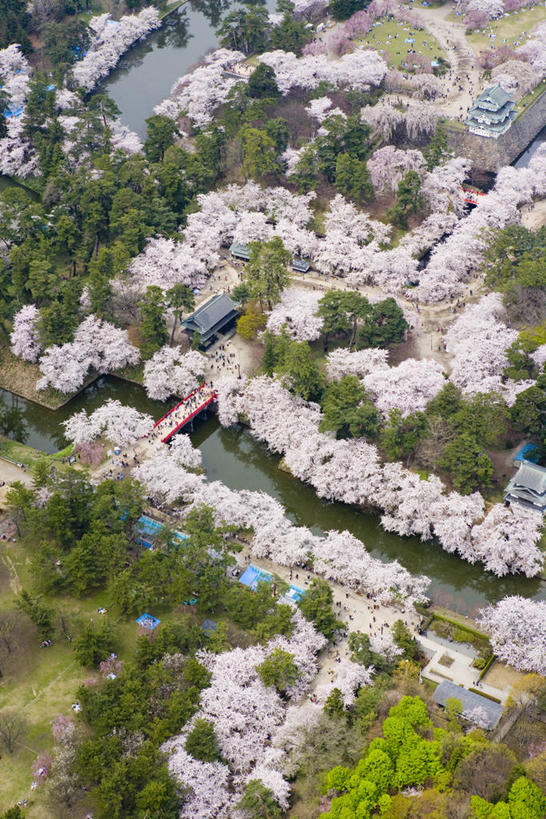 无人,公园,竖图,俯视,航拍,室外,白天,旅游,度假,幸福,纯洁,河流,美景,森林,树林,水,植物,樱花,日本,亚洲,阴影,盛开,光线,影子,河水,景观,水流,花蕾,娱乐,花,花瓣,花朵,鲜花,树,树木,绿色,阳光,自然,花苞,花蕊,享受,休闲,景色,放松,生长,成长,等待,生命,鸟瞰,自然风光,东亚,本州,本州岛,日本国,青森,青森县,东北地方,仙樱花,福岛樱,青肤樱,高尚,热烈,弘前,弘前市,荆桃,彩图,高角度拍摄,青森弘前公园