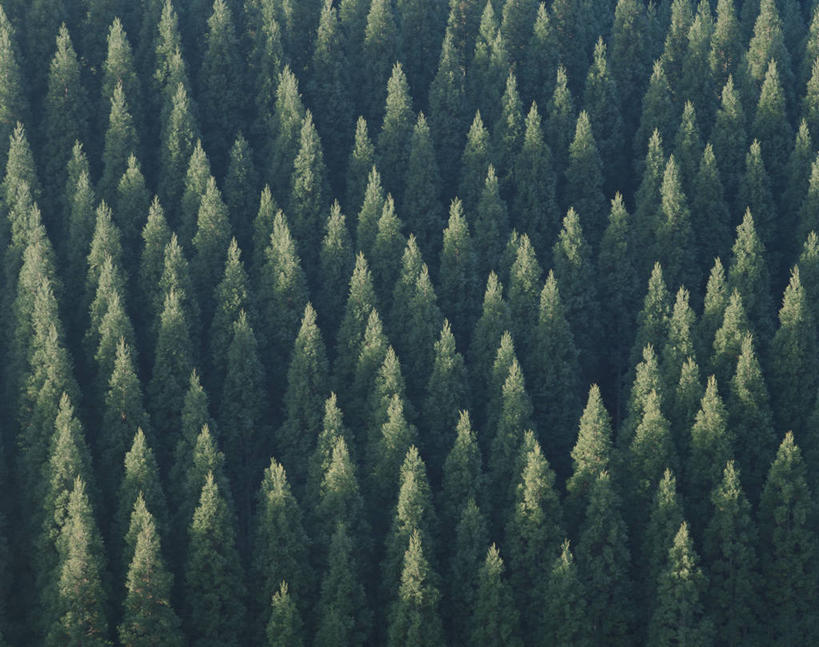 无人,横图,俯视,航拍,室外,白天,旅游,度假,美景,森林,树林,植物,大分县,日本,亚洲,景观,娱乐,树,树木,绿色,自然,享受,休闲,景色,放松,生长,成长,鸟瞰,自然风光,东亚,日本国,九州本岛,九州,九州岛,九州地方,大分,彩图,高角度拍摄