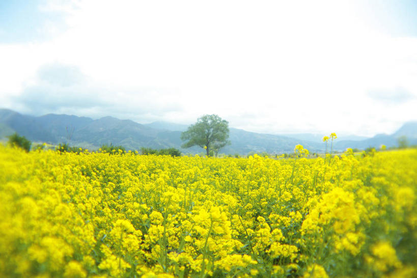 无人,农田,横图,室外,白天,正面,旅游,度假,庄稼,农作物,草地,草坪,花海,花圃,美景,树林,植物,叶子,长野县,日本,亚洲,阴影,盛开,光线,影子,景观,云,云朵,花蕾,云彩,娱乐,草,花,花瓣,花朵,花卉,鲜花,树,树木,蓝色,绿色,白云,蓝天,天空,阳光,自然,花丛,花束,花田,天,花苞,花蕊,油菜花,享受,休闲,景色,放松,生长,晴朗,成长,自然风光,东亚,本州,本州岛,日本国,中部地方,长野,晴空,彩图,耕地,庄稼田,油菜花田,饭山市,芸苔,芸薹