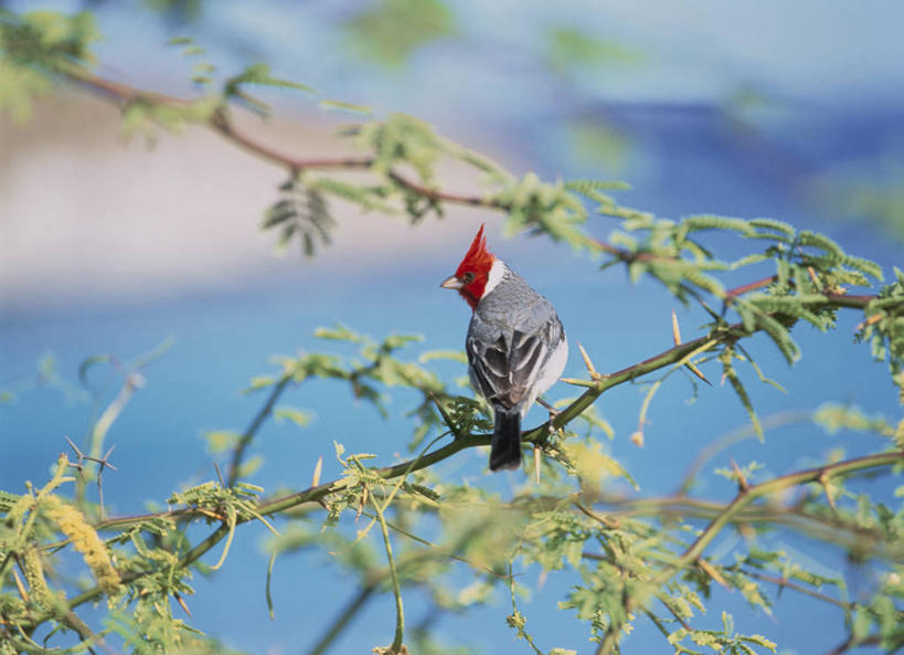 无人,站,横图,室外,特写,白天,美景,鸟,阴影,朦胧,模糊,光线,鸟类,影子,景观,枝条,注视,树枝,一只,背面,阳光,自然,观察,看,站着,景色,观看,察看,关注,自然风光,红衣主教鸟,主红雀,红衣主教蜡嘴鸟,主教鸟,虬枝,枝杈,站立,彩图,全身