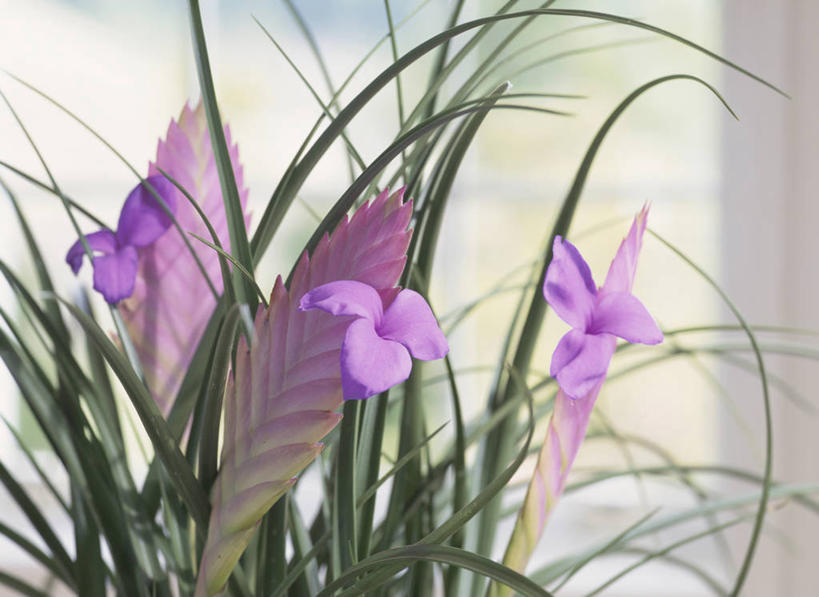 无人,横图,室内,特写,白天,正面,凤梨花,叶子,朦胧,模糊,盛开,绿叶,花蕾,花,花瓣,花朵,鲜花,紫色,花苞,花蕊,嫩叶,完美,观赏凤梨,菠萝花,叶,叶片,彩图