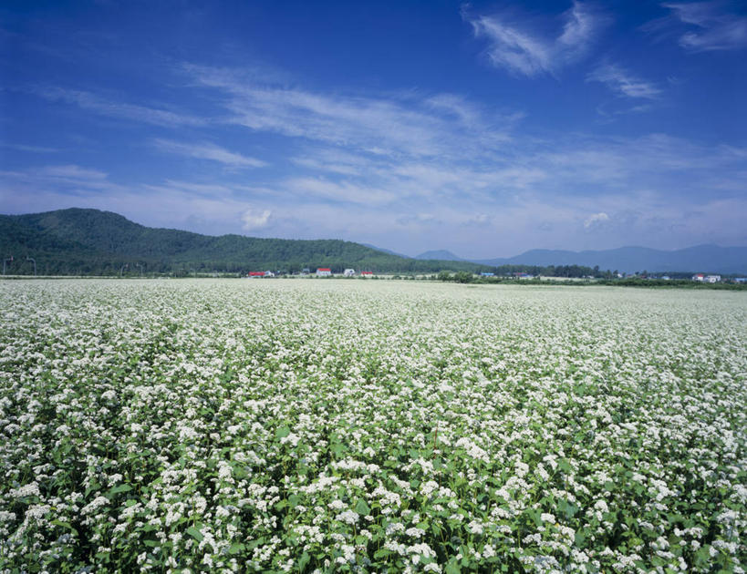 无人,横图,室外,白天,正面,旅游,度假,农作物,花海,花圃,美景,山,山脉,植物,叶子,北海道,日本,亚洲,阴影,盛开,光线,影子,景观,山峰,云,云朵,谷物,山峦,荞麦,花蕾,云彩,娱乐,花,花瓣,花朵,花卉,鲜花,蓝色,绿色,白云,蓝天,天空,阳光,自然,花丛,花束,花田,群山,天,花苞,花蕊,享受,休闲,景色,放松,荞麦花,晴朗,自然风光,东亚,日本国,北海道地方,北海道岛,晴空,彩图