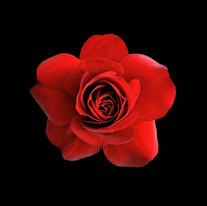 无人,横图,室内,特写,白天,正面,爱情,幸福,纯洁,热情,玫瑰,黑色背景,盛开,玫瑰花,浪漫,花蕾,花,花瓣,花朵,鲜花,一朵,红色,花苞,花蕊,温暖,温馨,恩爱,摄影,红玫瑰,影棚,和睦,感动,尊敬,天真,刺玫花,徘徊花,彩图,影棚拍摄,拍摄,融洽