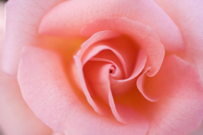 无人,横图,室外,特写,白天,正面,爱情,幸福,纯洁,热情,玫瑰,盛开,玫瑰花,浪漫,花蕾,花,花瓣,花朵,鲜花,粉色,花苞,花蕊,温暖,温馨,恩爱,和睦,感动,粉玫瑰,尊敬,天真,刺玫花,徘徊花,彩图,融洽