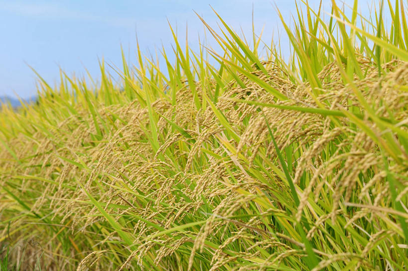 无人,农田,横图,室外,特写,白天,正面,农业,庄稼,农作物,美景,日本,亚洲,阴影,光线,影子,稻田,景观,蓝色,蓝天,天空,阳光,自然,天,景色,晴朗,自然风光,东亚,本州,万里无云,本州岛,日本国,中国地方,山口,山口县,晴空,晴空万里,彩图,耕地,庄稼田