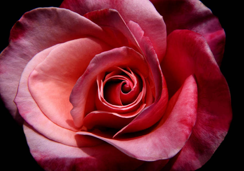 无人,横图,室内,特写,白天,正面,爱情,幸福,纯洁,热情,玫瑰,黑色背景,盛开,玫瑰花,浪漫,花蕾,花,花瓣,花朵,鲜花,一朵,粉色,花苞,花蕊,温暖,温馨,恩爱,摄影,影棚,和睦,感动,粉玫瑰,尊敬,天真,刺玫花,徘徊花,彩图,影棚拍摄,拍摄,融洽