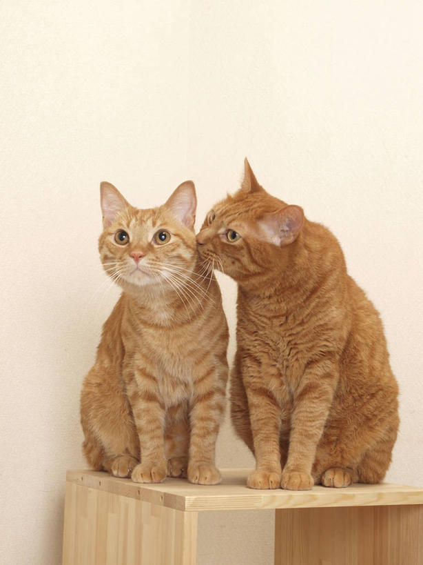 无人,坐,竖图,室内,白天,正面,宠物,猫,注视,动物,观察,看,两只,可爱,舔,摄影,影棚,观看,察看,关注,猫咪,坐着,彩图,全身,影棚拍摄,拍摄