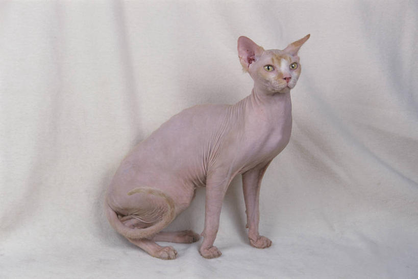 无人,坐,横图,室内,白天,白色背景,侧面,宠物,猫,阴影,花纹,反射,布,图案,影子,布纹,注视,一只,动物,观察,看,可爱,摄影,影棚,观看,布匹,察看,关注,猫咪,加拿大无毛猫,无毛猫,坐着,彩图,全身,影棚拍摄,拍摄,斯芬克斯猫