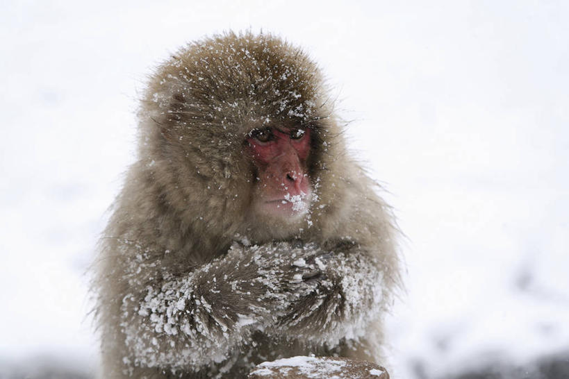无人,坐,横图,室外,白天,正面,美景,温泉,雪,大雪,哺乳动物,猴,野生动物,猴子,长野县,日本,朦胧,模糊,积雪,景观,雪景,冬季,冬天,注视,一只,自然,动物,观察,看,景色,寒冷,可爱,活泼,观看,察看,关注,自然风光,猕猴,日本猕猴,本州,本州岛,日本国,中部地方,长野,严寒,坐着,半身,彩图,地狱谷,地狱谷温泉