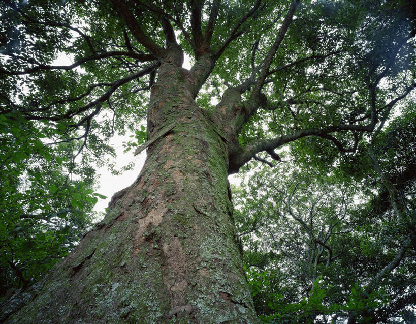 无人,横图,室外,白天,仰视,旅游,度假,美景,植物,叶子,景观,绿叶,树桩,娱乐,树,树干,树木,绿色,自然,享受,休闲,嫩叶,木桩,景色,放松,生长,成长,自然风光,山毛榉,麻栎金刚,山毛榉树,栎,叶,叶片,彩图,低角度拍摄,栎树,壳斗