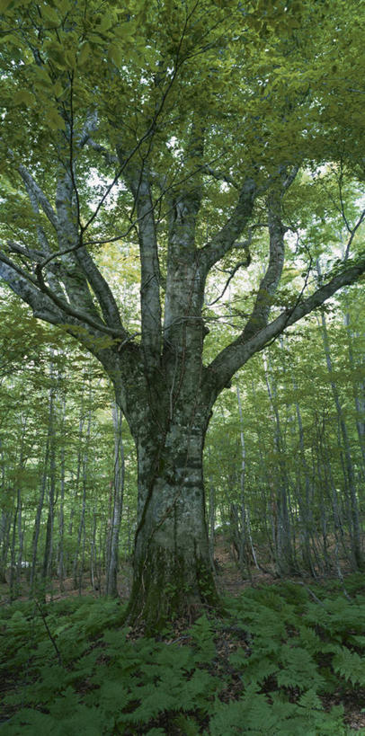 无人,竖图,室外,白天,正面,旅游,度假,美景,树林,植物,秋田县,日本,亚洲,阴影,光线,影子,景观,娱乐,树,树木,绿色,阳光,自然,享受,休闲,景色,放松,生长,成长,蕨类,蕨类植物,自然风光,东亚,本州,本州岛,日本国,秋田,东北地方,欧洲蕨,彩图