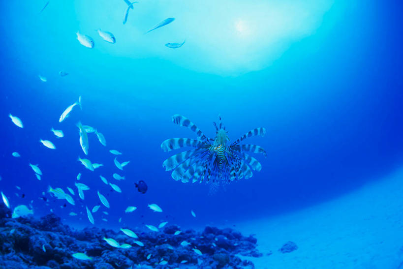 游泳,无人,横图,室外,白天,正面,旅游,度假,海底,水下,海浪,海洋,美景,许多,阴影,光线,鱼,影子,景观,浪花,水底,很多,娱乐,鱼类,海洋生物,阳光,自然,海水,享受,休闲,景色,放松,海底世界,狮子鱼,太平洋,自然风光,水生动物,水生物,海景,海底动物,蓑鲉,北马里亚那群岛,北马里亚纳,北马里亚纳群岛,北马里亚纳群岛自由联邦,塞班岛,西太平洋,泅水,伤害,拍浮,毒物,危险,大海,风浪,海,海床,海水的波动,近岸浪,涌浪,半身,彩图,翱翔蓑鲉,魔鬼蓑鲉