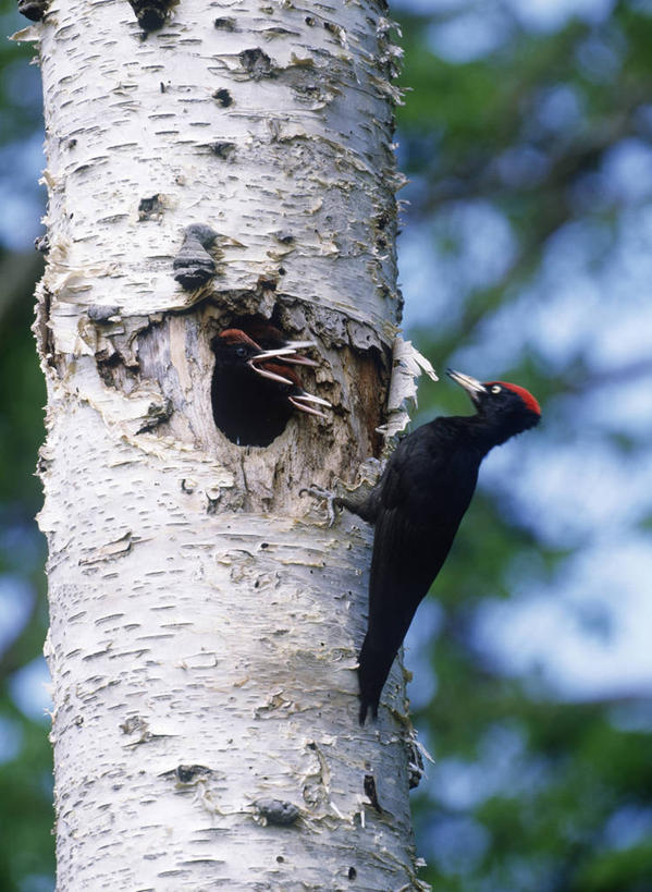 无人,站,竖图,室外,特写,白天,侧面,美景,植物,鸟,啄木鸟,阴影,朦胧,模糊,光线,鸟类,影子,景观,枝条,注视,停留,树,树木,树枝,一只,绿色,阳光,自然,观察,看,站着,景色,生长,成长,观看,停止,察看,关注,自然风光,逗留,停顿,虬枝,枝杈,黑啄木鸟,森林医生,站立,彩图,全身,益鸟