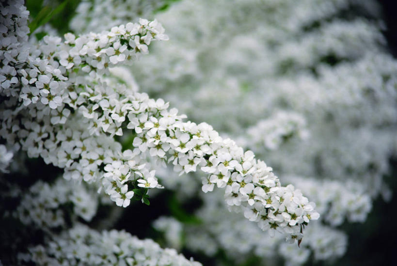 无人,横图,室外,特写,白天,正面,花海,花圃,美景,植物,绣线菊,叶子,阴影,朦胧,模糊,盛开,光线,影子,景观,枝条,花蕾,花,花瓣,花朵,花卉,鲜花,树,树木,树枝,绿色,白色,阳光,自然,花丛,花束,花田,花苞,花蕊,祈福,景色,生长,成长,自然风光,努力,虬枝,枝杈,蚂蝗梢,彩图