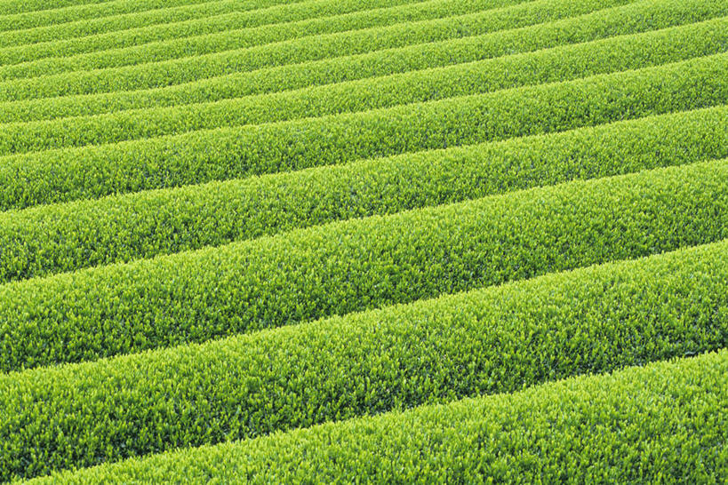 无人,横图,室外,特写,白天,正面,美景,植物,叶子,阴影,新鲜,光线,纹理,影子,景观,绿叶,茶园,绿色,阳光,自然,嫩叶,景色,青春,生命,自然风光,和平,安详,茶场,肌理,冷色,叶,叶片,叶脉,彩图