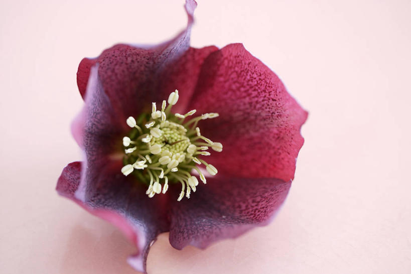 无人,横图,俯视,室内,特写,白天,植物,阴影,粉色背景,盛开,光线,影子,草药,药草,花蕾,中药,花,花瓣,花朵,鲜花,一朵,红色,阳光,花苞,花蕊,摄影,影棚,药材,中草药,中药材,本草,藜芦,黑藜芦,山葱,彩图,高角度拍摄,影棚拍摄,拍摄