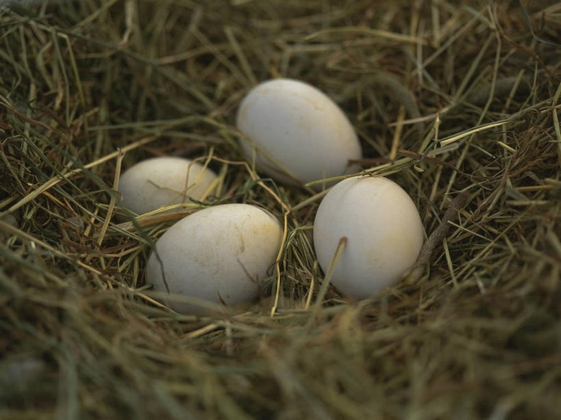 无人,横图,室外,特写,白天,正面,美景,阴影,朦胧,模糊,环绕,缠绕,光线,鸟巢,鸟窝,影子,景观,蛋,枝条,鸭蛋,树枝,阳光,自然,四个,景色,自然风光,纠缠,卵,鸭卵,虬枝,枝杈,彩图
