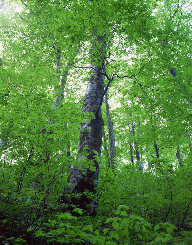 无人,竖图,室外,白天,仰视,旅游,度假,美景,森林,植物,日本,亚洲,阴影,光线,影子,景观,枝条,娱乐,树,树木,树枝,绿色,阳光,自然,享受,休闲,景色,放松,生长,成长,自然风光,东亚,本州,本州岛,日本国,岩手,岩手县,东北地方,雫石町,虬枝,枝杈,彩图,低角度拍摄,岩手郡
