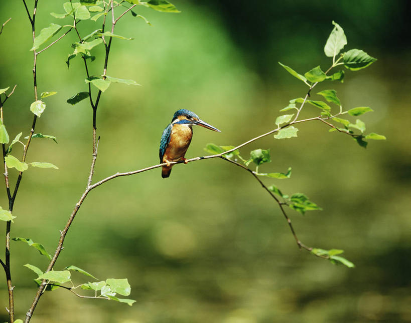 无人,站,横图,室外,白天,正面,美景,树林,植物,翠鸟,鸟,北海道,日本,亚洲,阴影,朦胧,模糊,光线,鸟类,影子,景观,枝条,注视,树,树木,树枝,一只,绿色,阳光,自然,观察,看,站着,景色,生长,成长,观看,察看,关注,自然风光,东亚,日本国,北海道地方,北海道岛,钏路支厅,虬枝,枝杈,普通翠鸟,鱼虎,鱼狗,秦椒嘴,大翠鸟,站立,彩图,全身,振兴局,钏路综合振兴局,钏路,钏路市,道东