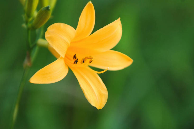 无人,横图,室外,特写,白天,正面,美景,树林,植物,萱草,阴影,朦胧,模糊,盛开,光线,影子,景观,花蕾,花,花瓣,花朵,鲜花,树,树木,一朵,黄色,绿色,阳光,自然,花苞,花蕊,景色,生长,成长,自然风光,疗愁,萱草花,宜男,忘忧草,金针菜,黄花菜,黄花,彩图