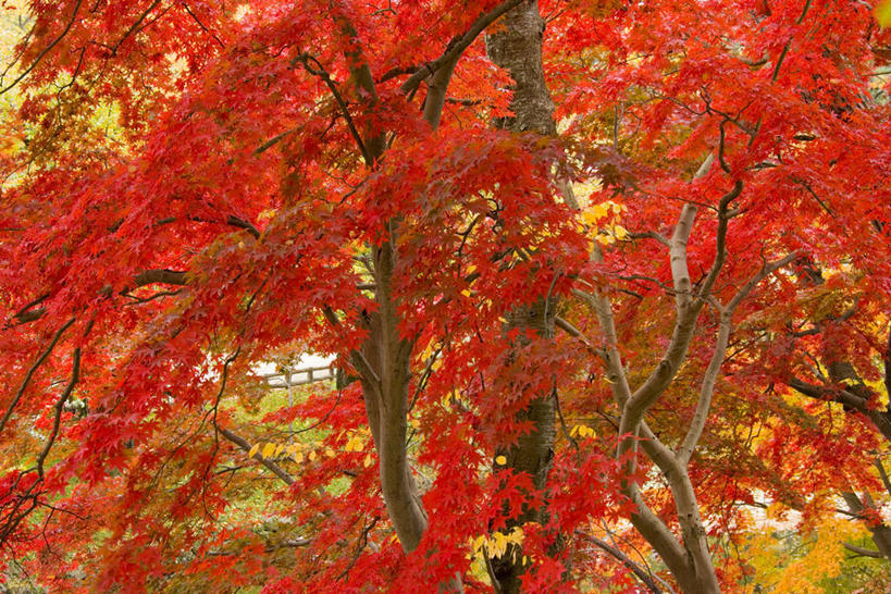 无人,公园,横图,室外,白天,仰视,旅游,度假,美景,树林,植物,枫树,叶子,日本,亚洲,阴影,光线,影子,景观,枫叶,枯叶,落叶,枝条,娱乐,树,树木,树枝,黄色,红色,绿色,阳光,自然,享受,休闲,景色,放松,生长,成长,枫树叶,自然风光,东亚,本州,本州岛,日本国,青森,青森县,东北地方,槭树,鸡爪槭,弘前,弘前市,虬枝,枝杈,叶,叶片,鸡爪枫,彩图,低角度拍摄,青森弘前公园