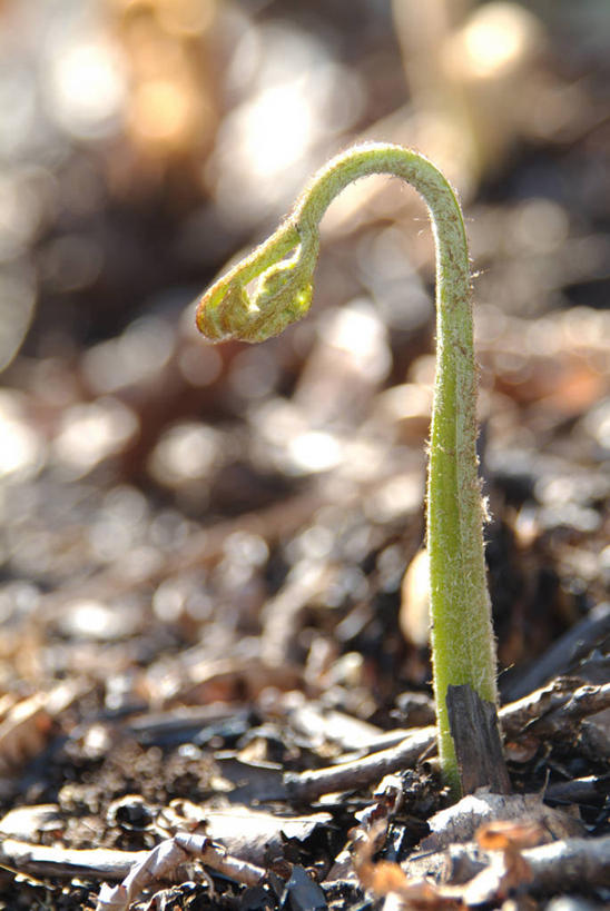 无人,竖图,俯视,室外,特写,白天,美景,植物,阴影,朦胧,模糊,光线,影子,景观,泥土,土壤,绿色,阳光,自然,景色,生长,成长,蕨类,蕨类植物,自然风光,欧洲蕨,彩图,高角度拍摄