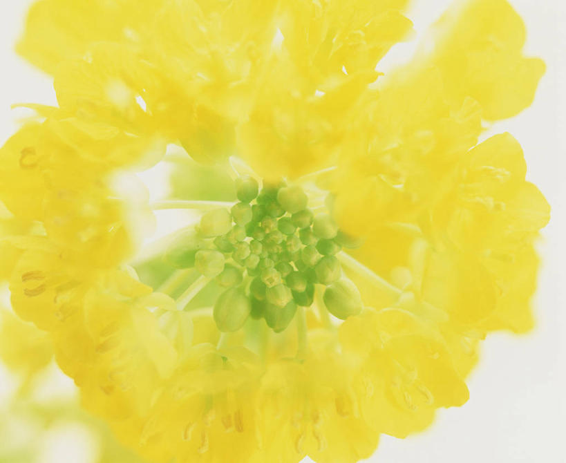 无人,横图,俯视,室内,特写,白天,白色背景,盛开,花蕾,花,花瓣,花朵,鲜花,黄色,花苞,花蕊,油菜花,摄影,影棚,彩图,高角度拍摄,影棚拍摄,拍摄,芸苔,芸薹