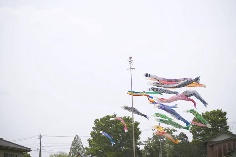 无人,横图,室外,白天,仰视,度假,美景,树林,植物,城市风光,城市,旗帜,日本,亚洲,一排,许多,阴影,节日,庆祝,整齐,并列,并排,光线,鲤鱼旗,影子,景观,很多,文化,娱乐,旗子,树,树木,排列,蓝色,绿色,蓝天,天空,阳光,自然,天,祈福,庆典,享受,休闲,景色,放松,生长,晴朗,成长,纪念,祈求,队列,平行,东亚,万里无云,日本国,旌旗,旗号,鲤鱼节,男孩节,日本男孩节,子供之日,鲤帜,晴空,晴空万里,彩图,低角度拍摄