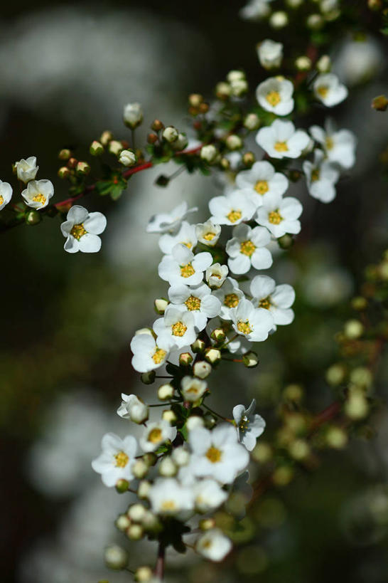 无人,竖图,室外,特写,白天,正面,花海,花圃,美景,植物,绣线菊,叶子,阴影,朦胧,模糊,盛开,光线,影子,景观,花蕾,花,花瓣,花朵,花卉,鲜花,绿色,白色,阳光,自然,花丛,花束,花田,花苞,花蕊,祈福,景色,自然风光,努力,蚂蝗梢,彩图