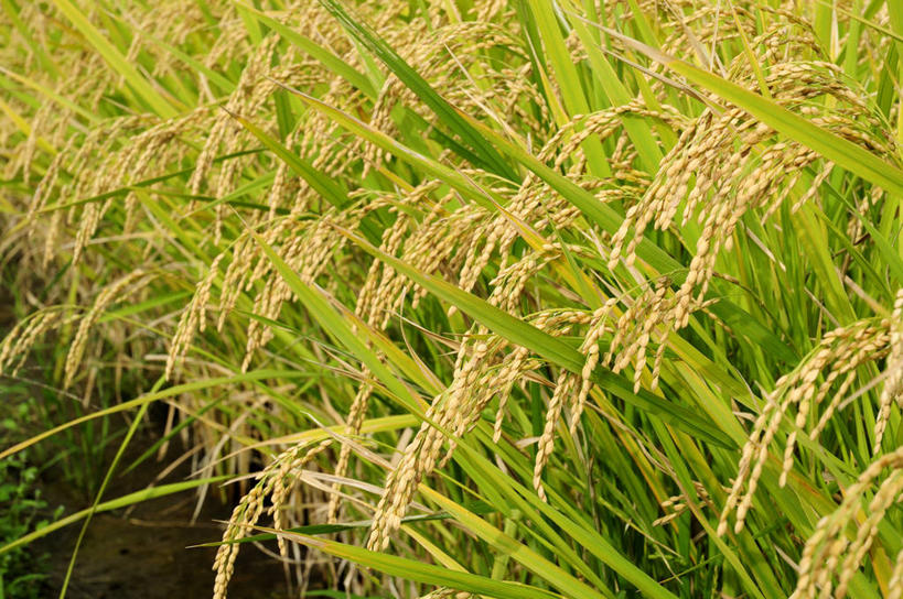 无人,农田,横图,俯视,室外,特写,白天,农业,庄稼,农作物,美景,日本,亚洲,阴影,丰收,光线,影子,稻田,景观,阳光,自然,景色,收获,自然风光,东亚,本州,本州岛,日本国,中国地方,山口,山口县,彩图,高角度拍摄,耕地,庄稼田