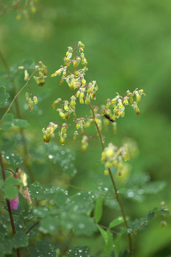无人,竖图,室外,特写,白天,正面,美景,水,植物,露水,叶子,阴影,朦胧,模糊,透明,光线,纹理,液体,影子,景观,水滴,绿叶,水珠,绿色,阳光,自然,露珠,嫩叶,景色,生长,成长,生机,剔透,自然风光,肌理,灵动,通明,叶,叶片,叶脉,彩图,白蓬草,唐松草,晶莹