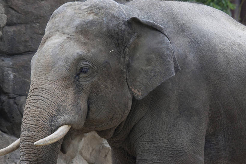 无人,站,横图,室外,白天,正面,哺乳动物,大象,野生动物,一头,阴影,光线,影子,注视,灰色,阳光,动物,观察,看,站着,观看,察看,关注,象,站立,半身,彩图