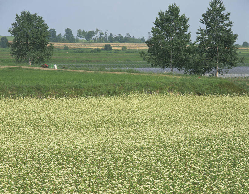 无人,农田,横图,室外,白天,正面,旅游,度假,庄稼,农作物,草地,草坪,美景,植物,日本,亚洲,许多,景观,乌云,云,阴天,云朵,谷物,很多,荞麦,云彩,娱乐,草,树,树木,绿色,天空,自然,天,享受,休闲,景色,放松,生长,成长,昏暗,阴沉,自然风光,东亚,本州,本州岛,日本国,东北地方,福岛,福岛县,彩图,耕地,庄稼田,耶麻郡,猪苗代町