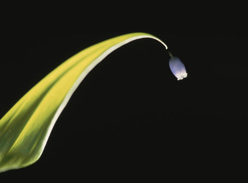 无人,横图,室内,特写,白天,正面,植物,叶子,阴影,黑色背景,盛开,反射,纹理,影子,绿叶,花蕾,花,花瓣,花朵,鲜花,一朵,绿色,紫色,花苞,花蕊,嫩叶,摄影,影棚,嘉兰,肌理,荣耀,荣光,叶,叶片,叶脉,彩图,影棚拍摄,拍摄,变色兰