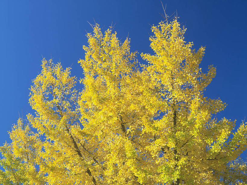 无人,横图,室外,白天,仰视,美景,秋季,植物,银杏树,叶子,广岛县,日本,亚洲,阴影,光线,影子,景观,绿叶,树,树木,黄色,蓝色,绿色,蓝天,天空,阳光,自然,天,嫩叶,景色,生长,晴朗,成长,自然风光,东亚,本州,万里无云,本州岛,日本国,广岛,広岛,中国地方,县厅,鸭脚树,广岛市区,広岛市,叶,叶片,晴空,晴空万里,秋,秋天,银杏,公孙树,白果,彩图,低角度拍摄