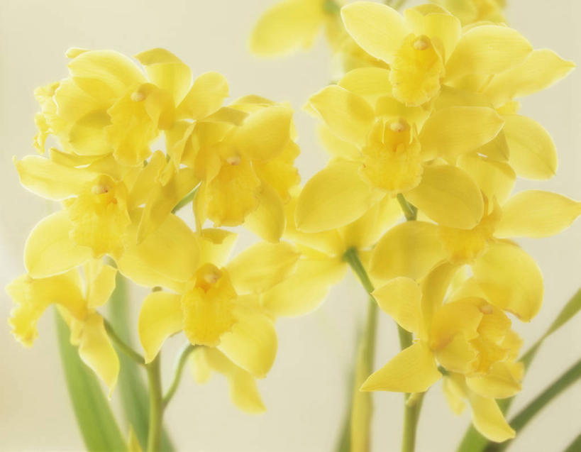 无人,横图,室内,特写,白天,正面,许多,阴影,灰色背景,盛开,反射,影子,很多,花蕾,花,花瓣,花朵,鲜花,红色,花苞,花蕊,摄影,影棚,高雅,蕙兰,淡泊,花中君子,兰花,彩图,影棚拍摄,拍摄