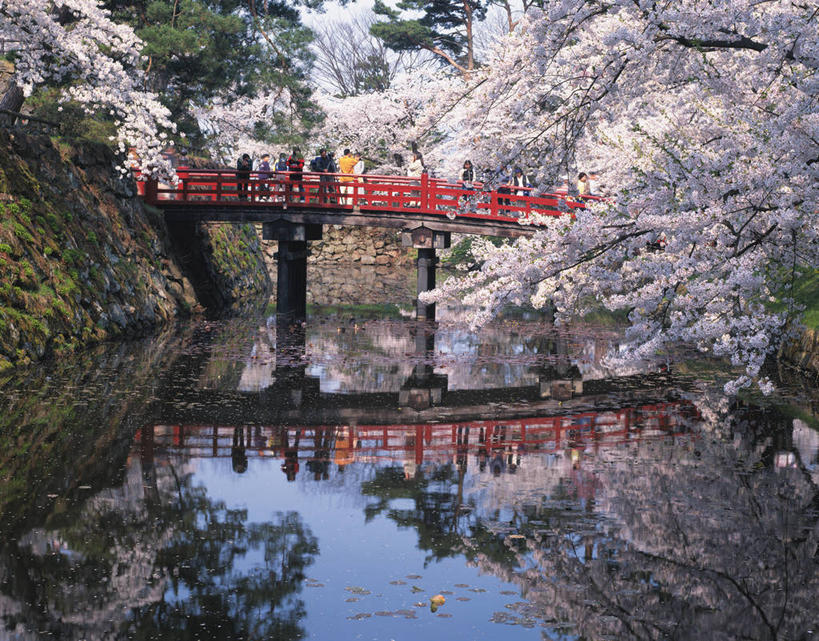 无人,公园,横图,室外,白天,正面,旅游,度假,幸福,纯洁,草地,草坪,河流,美景,水,植物,樱花,日本,亚洲,许多,阴影,盛开,光线,木板,影子,河水,景观,水流,桥,枝条,木桥,很多,花蕾,娱乐,栈桥,草,花,花瓣,花朵,鲜花,树,树木,树枝,粉色,红色,绿色,倒影,阳光,自然,花苞,花蕊,享受,休闲,景色,放松,生长,成长,等待,人行桥,木板桥,倒映,生命,自然风光,东亚,本州,本州岛,日本国,青森,青森县,东北地方,仙樱花,福岛樱,青肤樱,高尚,热烈,弘前,弘前市,反照,虬枝,枝杈,荆桃,彩图,青森弘前公园