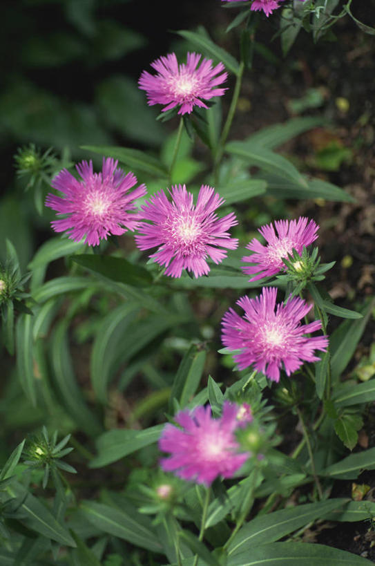 无人,竖图,俯视,室外,特写,白天,美景,植物,叶子,许多,阴影,朦胧,模糊,盛开,光线,纹理,影子,景观,绿叶,很多,花蕾,花,花瓣,花朵,鲜花,粉色,绿色,阳光,自然,花苞,花蕊,嫩叶,景色,紫菀,自然风光,肌理,叶,叶片,叶脉,彩图,高角度拍摄,还魂草,驴耳朵菜,驴夹板菜,青牛舌头花,青菀,山白菜,紫倩