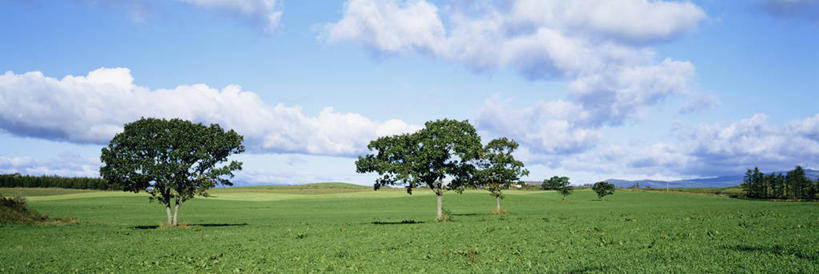 无人,横图,室外,白天,正面,旅游,度假,草地,草坪,美景,植物,北海道,日本,亚洲,阴影,光线,影子,景观,云,云朵,云彩,娱乐,草,树,树木,蓝色,绿色,白云,蓝天,天空,阳光,自然,天,享受,休闲,景色,放松,生长,晴朗,成长,自然风光,东亚,日本国,北海道地方,北海道岛,川上郡,钏路支厅,晴空,彩图,振兴局,标茶町,钏路综合振兴局,道东